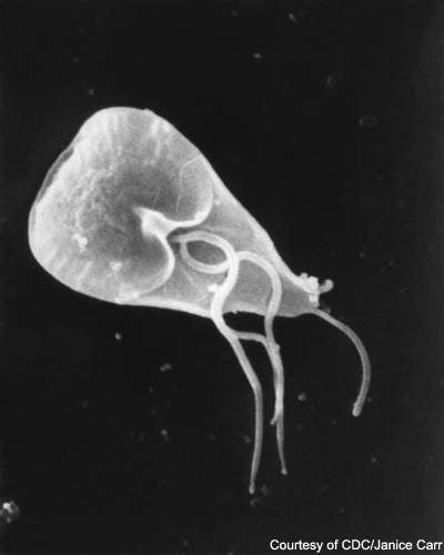 Image of the waterborne parasite Giardia from a scanning electron microscope; changes to Federal law regarding water quality and public health have driven the construction of the new Croton water filtration plant.