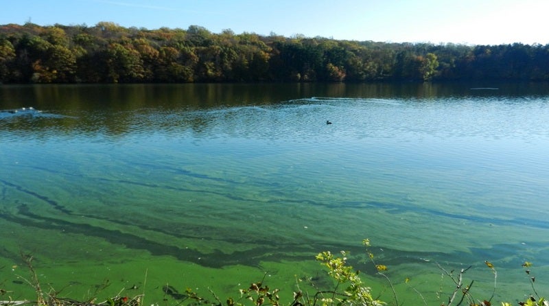 Tarrytown Reservoir: before SIS.bio solution