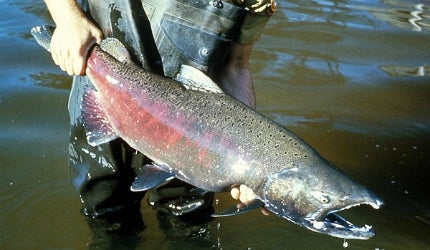 The NPS highlighted how important the return of Pacific salmon, including this Chinook salmon, could be to the region